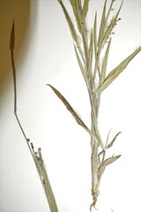 Dichanthelium meridionale