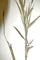 Dichanthelium meridionale
