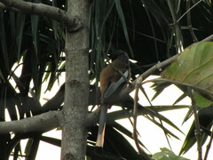 Dendrocitta vagabunda