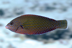 Anampses caeruleopunctatus