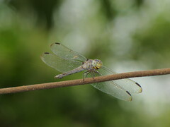 Potamarcha congener