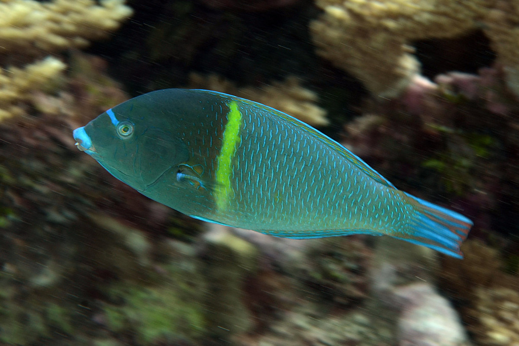 Bluespotted Wrasse