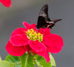 Heraclides anchisiades