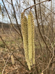 Corylus avellana