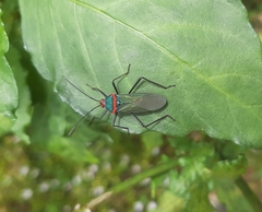 Sphictyrtus chrysis