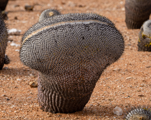 Copiapoa cinerea