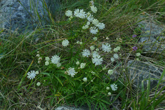Astrantia minor