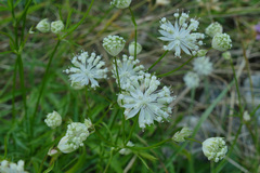 Astrantia minor