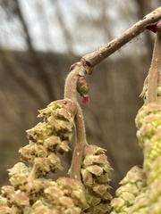 Corylus avellana