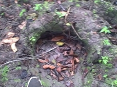 Loxodonta cyclotis