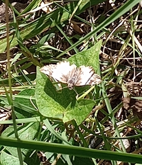 Heliopetes omrina