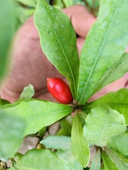 Synsepalum dulcificum
