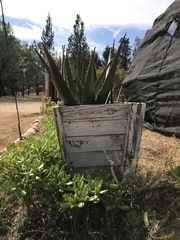 Aloe vera