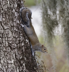 Sciurus carolinensis