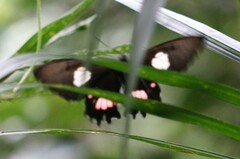 Parides