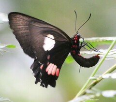 Parides