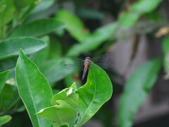 Brachydiplax chalybea