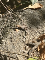 Sceloporus utiformis