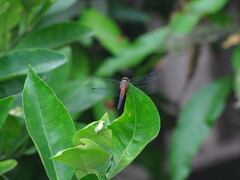 Brachydiplax chalybea