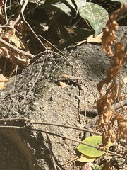Sceloporus utiformis