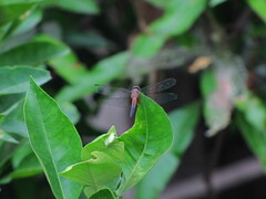 Brachydiplax chalybea