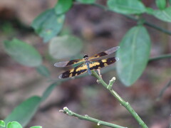 Rhyothemis variegata