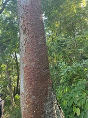 Bursera simaruba