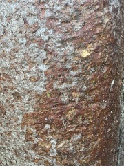 Bursera simaruba