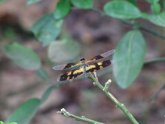 Rhyothemis variegata