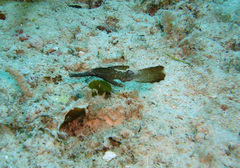 Solenostomus cyanopterus