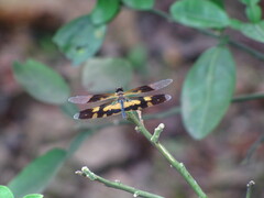Rhyothemis variegata