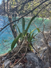 Aechmea bracteata