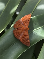 Emesis mandana