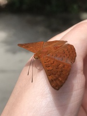 Emesis mandana