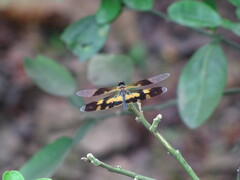 Rhyothemis variegata