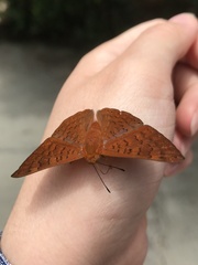 Emesis mandana