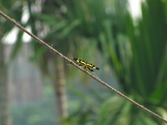 Rhyothemis variegata