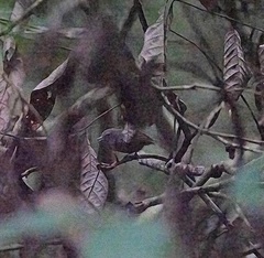 Epinecrophylla leucophthalma