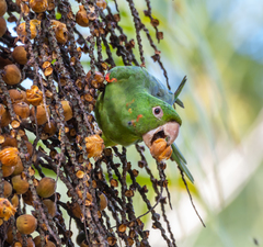 Psittacara leucophthalmus