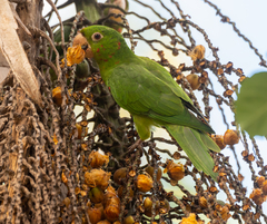 Psittacara leucophthalmus