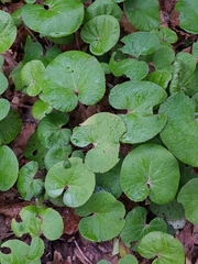 Petasites pyrenaicus