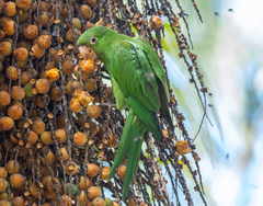 Psittacara leucophthalmus