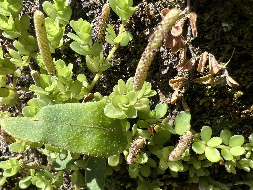 Peperomia berlandieri