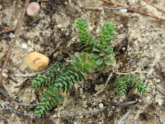 Euphorbia transtagana