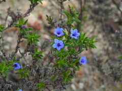 Glandora prostrata lusitanica