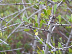 Rhamnus oleoides