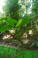 Alocasia macrorrhizos