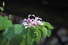 Bauhinia monandra image