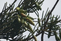 Araucaria columnaris