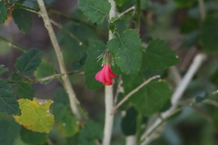 Malvaviscus penduliflorus